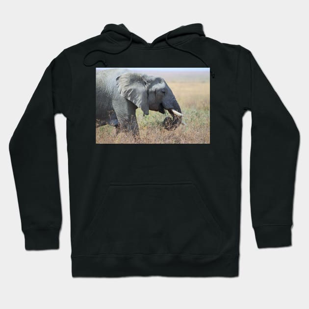 African Elephant Portrait, Serengeti, Tanzania. Hoodie by Carole-Anne